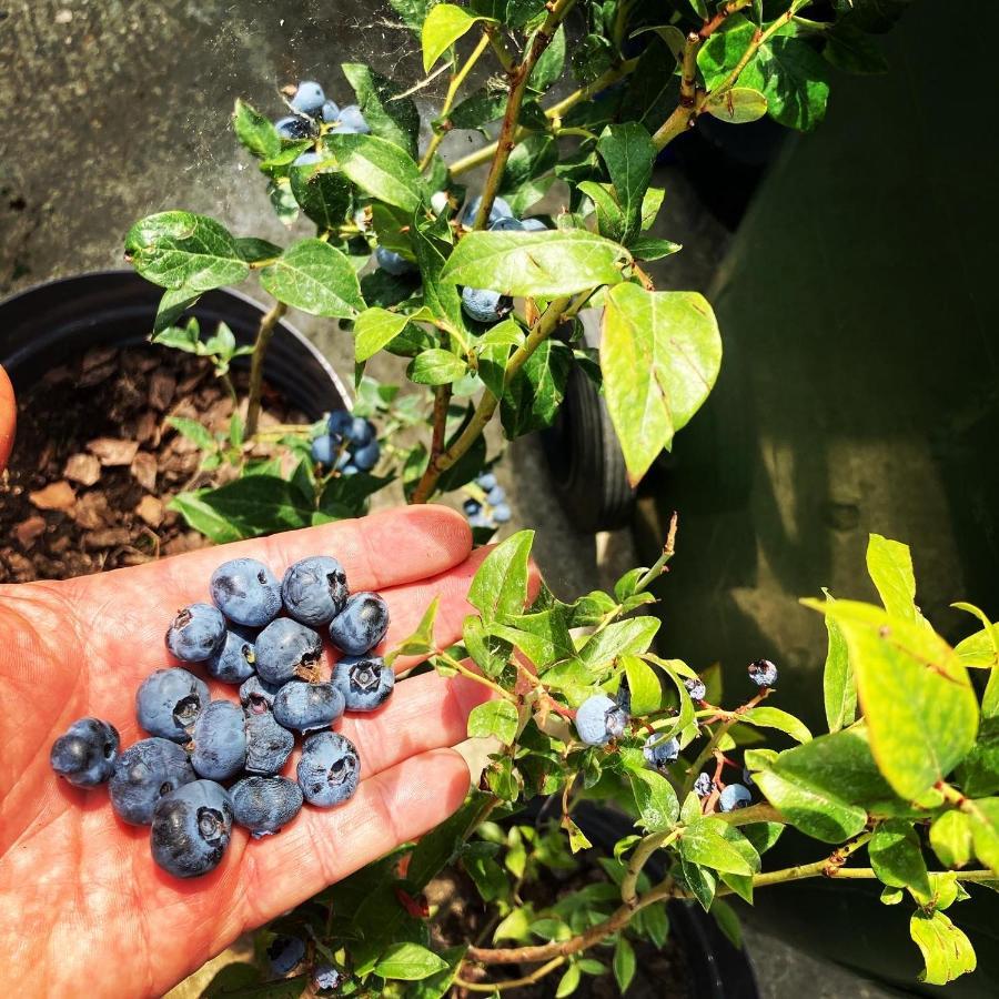 Appartement Charlie&Blueberries à Belgrade Extérieur photo